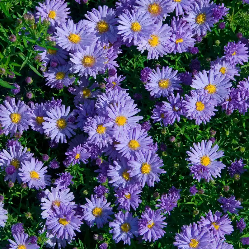 Kissen-Aster Audrey Heißes Angebot