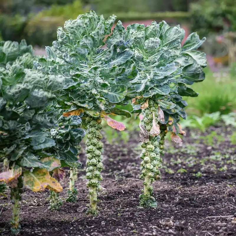 Rosenkohl Bright F1 Zertifiziert