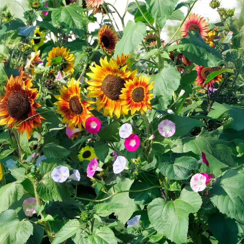 Abverkauf Sonne und schöne Kletterpflanzen