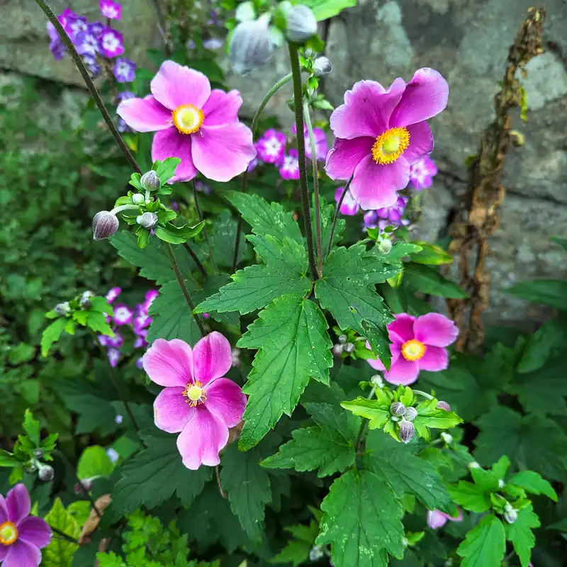 Herbst-Anemone Fantasy Ariel Schnäppchen