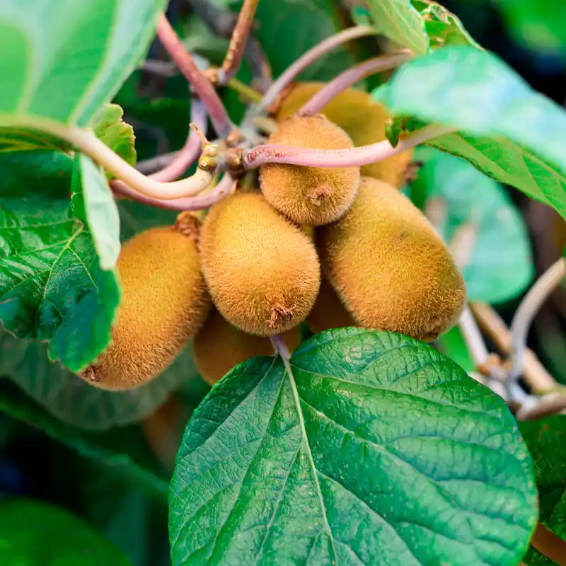 Preisreduziert Kiwi Solo