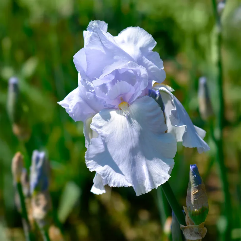 Schwertlilie Blue Sapphire Sonderaktion