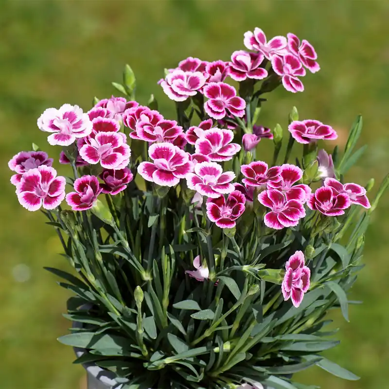 Nelke Pink Kisses Knallerangebot