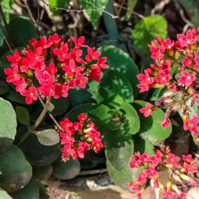 Kalanchoe Rot Top-Preis
