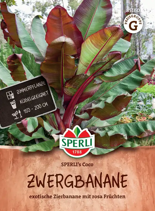 Zwergbanane | Bananensamen von Sperli Neu