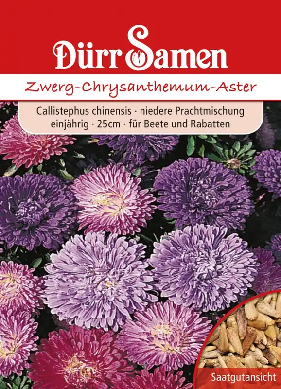 Neu Im Sortiment Zwerg-Chrysanthemum-Aster | Asternsamen von Dürr Samen