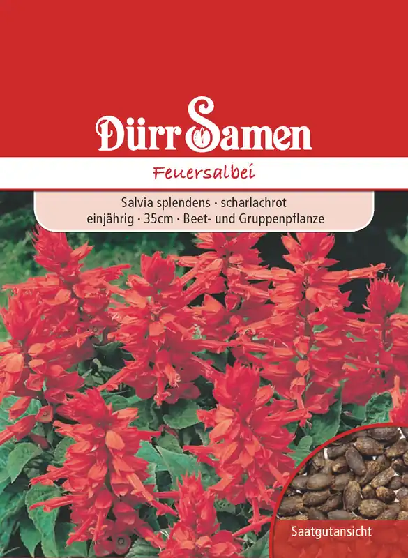 Feuersalbei | Feuersalbeisamen von Dürr Samen Bestpreis