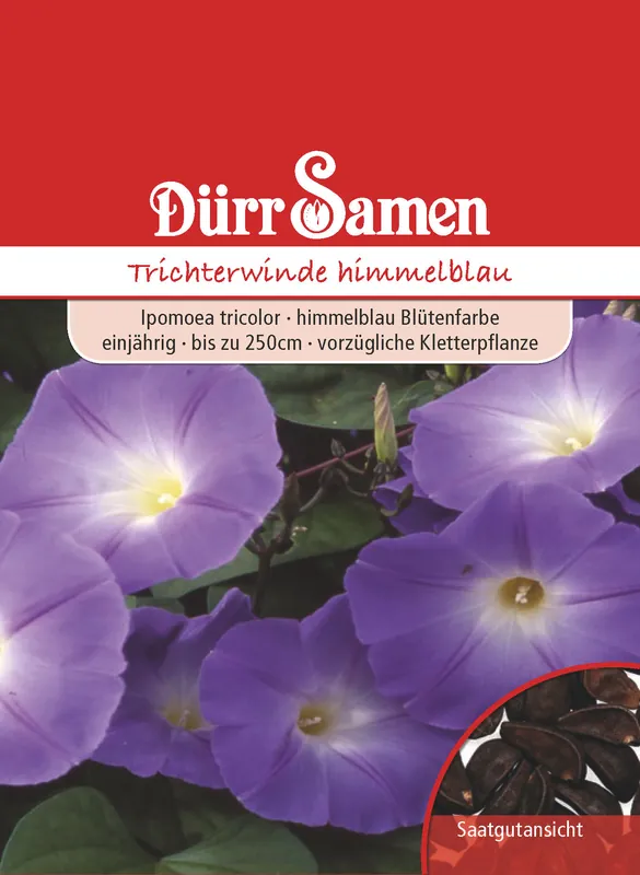 Trichterwinde himmelblau | Trichterwindensamen von Dürr Samen Echt