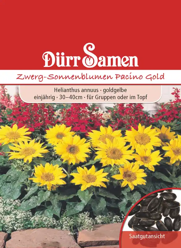 Geprüft Zwergsonnenblumen Pacino Gold | Zwergsonnenblumensamen von Dürr Samen