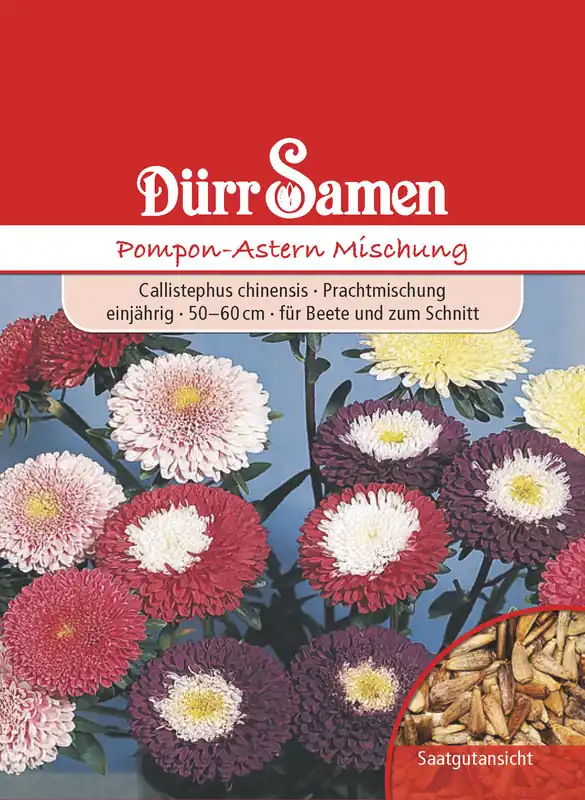 Pompon-Astern Mischung | Asternsamen von Dürr Samen Sonderangebot