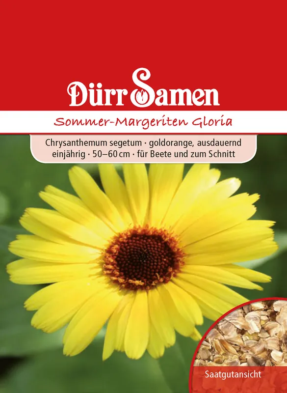 Super-Preis Sommermargeriten Gloria | Sommermargeritensamen von Dürr Samen