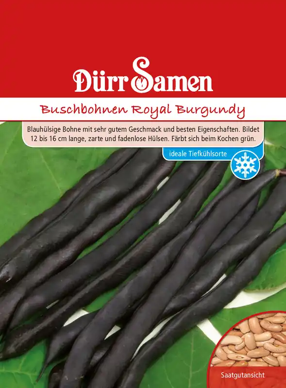 Buschbohne Royal Burgundy | Buschbohnensamen von Dürr Samen Neuheit