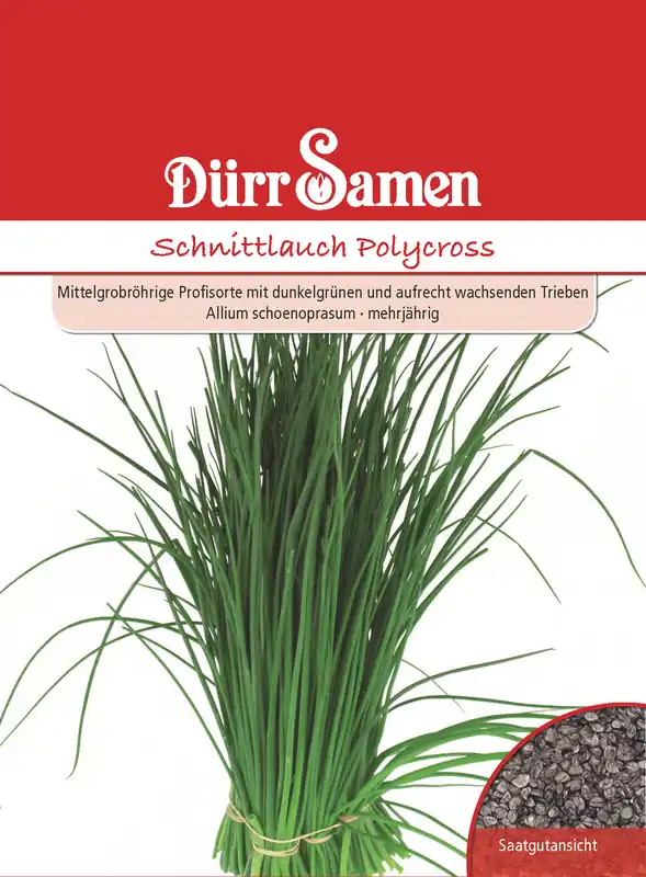 Rabatt Schnittlauch Polycross | Schnittlauchsamen von Dürr Samen