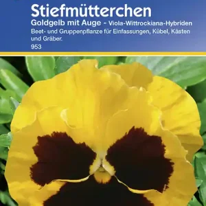 Bestpreis Stiefmütterchen Goldgelb mit Auge | Stiefmütterchensamen von Kiepenkerl