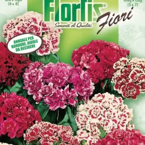 Ausverkauf Bartnelke Mischung | Bartnelkensamen von Flortis [MHD 12/2025]