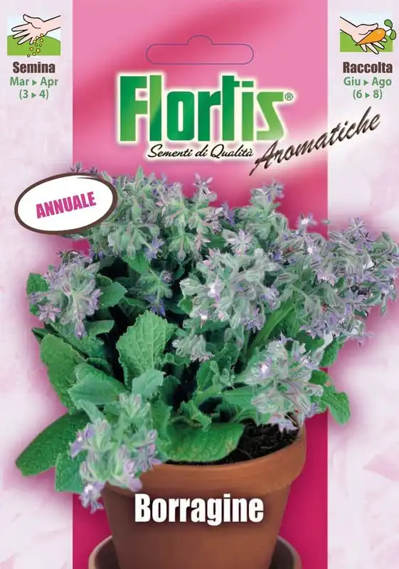 Borretsch | Borretschsamen von Flortis Bestpreis