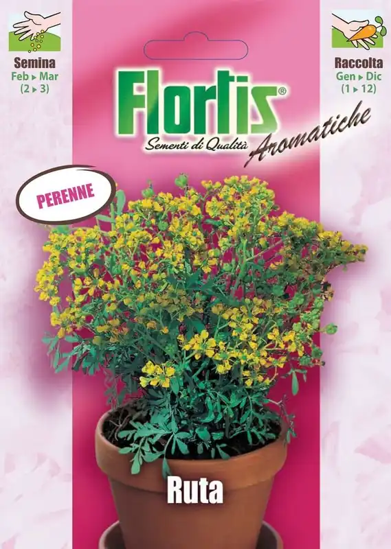 Weinraute | Weinrautesamen von Flortis Bestpreis