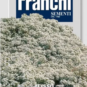Bestseller Steinkraut Nano Tappeto Di Neve | Steinkrautsamen von Franchi Sementi [MHD 06/2025]