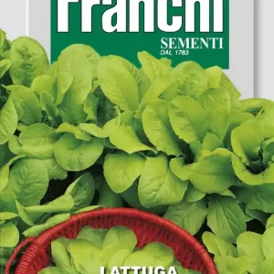 Begrenztes Angebot Salat Bionda A Foglia Liscia | Salatsamen von Franchi Sementi [MHD 06/2025]