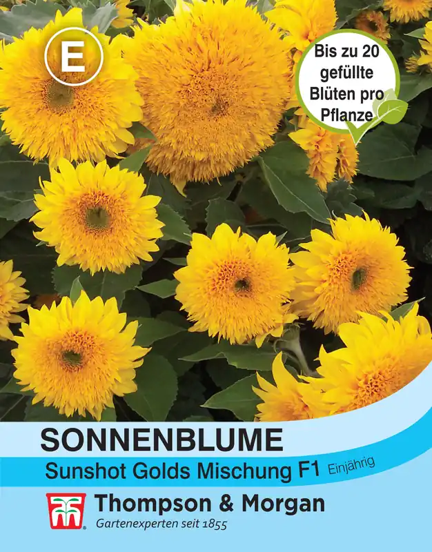 Wochenendangebot Sonnenblume Sunshot Golds Mischung F1 Hybride | Sonnenblumensamen von Thompson & Morgan