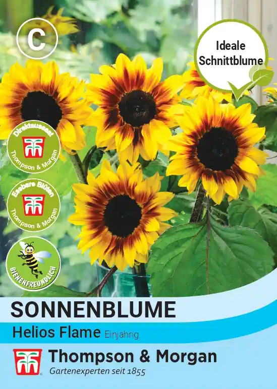 Kracherpreis Sonnenblume Helios Flame F1 Hybride | Sonnenblumensamen von Thompson & Morgan