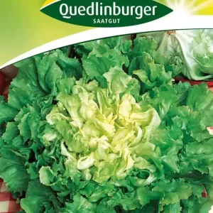 Aktuell Endivie Escariol grüner | Endiviensalatsamen von Quedlinburger