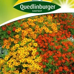 Abverkauf Studentenblume Zwerg-Mischung | Blumensamen von Quedlinburger