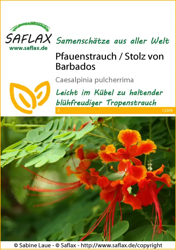 Knallerangebot Pfauenstrauch / Stolz von Barbados | Exotische Samen von Saflax