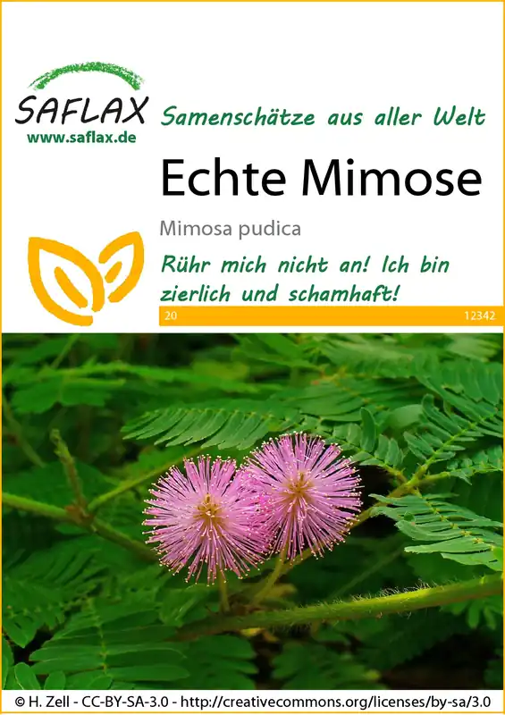Echt Echte Mimose | Exotische Samen von Saflax