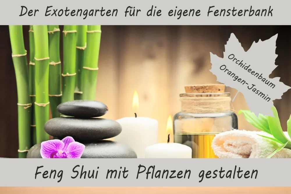 Anzuchtset Feng Shui mit Pflanzen gestalten | Anzuchtsets von Saflax Versand Am Gleichen Tag