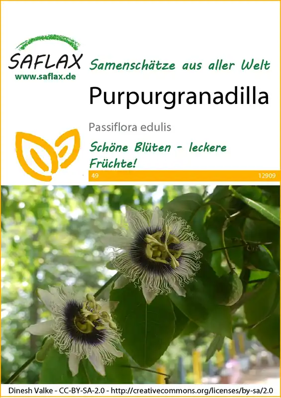 Purpurgranadilla | Exotische Samen von Saflax Kracherpreis