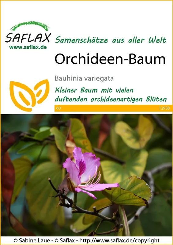 Orchideen-Baum | Exotische Samen von Saflax Preiswert