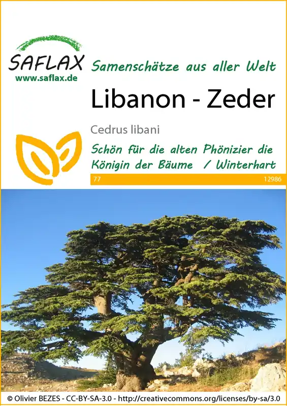 Begrenztes Angebot Libanon-Zeder | Exotische Samen von Saflax