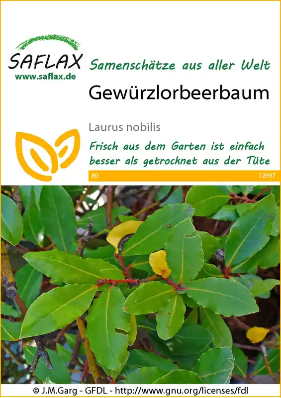 Gewürzlorbeerbaum | Exotische Samen von Saflax Neuheit