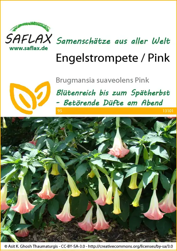Wochenendangebot Engelstrompete / Pink | Blumensamen von Saflax