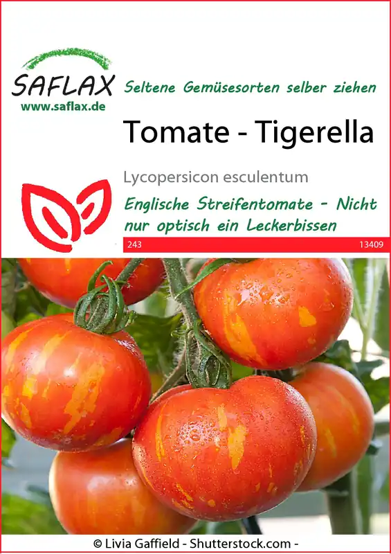Tomate Tigerella | Tomatensamen von Saflax Echt