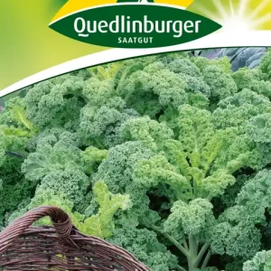 Aktuell Grünkohl Westlandse Winter | Grünkohlsamen von Quedlinburger