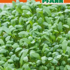 BIO Gartenkresse Cresso | Kressesamen von Samen Pfann [MHD 01/2024] Schnäppchen