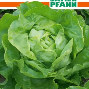 Kopfsalat Attractie | Kopfsalatsamen von Samen Pfann [MHD 01/2025] Meistverkauft