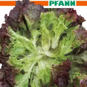 Expressversand Pflücksalat Multileaf - Multired 5 | Pflücksalatsamen von Samen Pfann [MHD 01/2022]