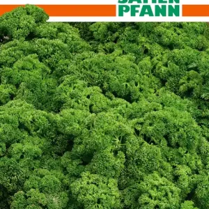 Beliebt Petersilie Hilds Grüne Perle | Petersiliensamen von Samen Pfann [MHD 01/2024]