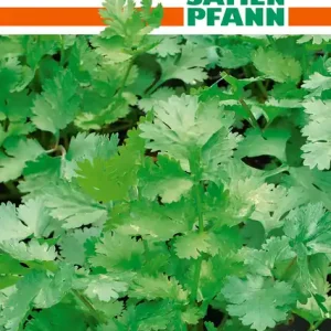Blattkoriander Pallas | Koriandersamen von Samen Pfann [MHD 01/2025] Super-Preis