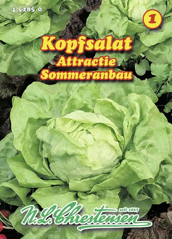 Kopfsalat Attractie | Kopfsalatsamen von N.L. Chrestensen Garantierte Lieferung