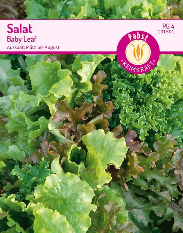 Abverkauf Salat Baby Leaf | Salatsamen von Carl Pabst