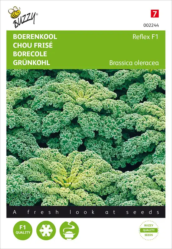 Preis Gesenkt Grünkohl Reflex F1 | Grünkohlsamen von Buzzy Seeds