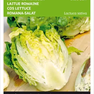 Ausverkauf Salat Little Gem | Salatsamen von Buzzy Seeds