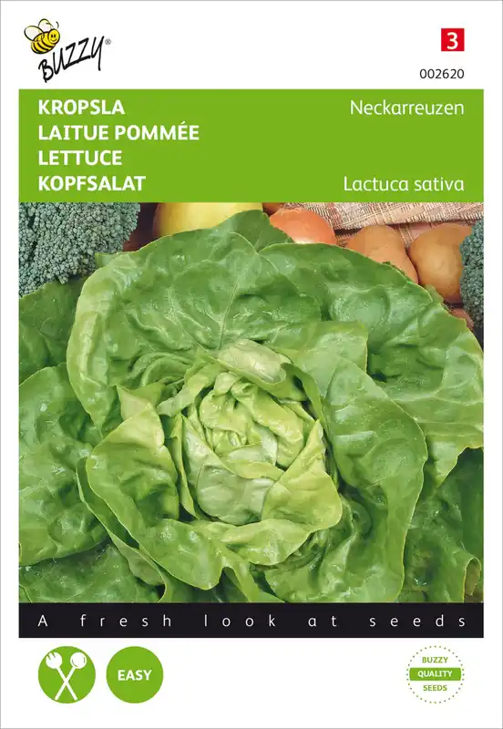 Kopfsalat Neckariessen | Kopfsalatsamen von Buzzy Seeds Letzte Chance
