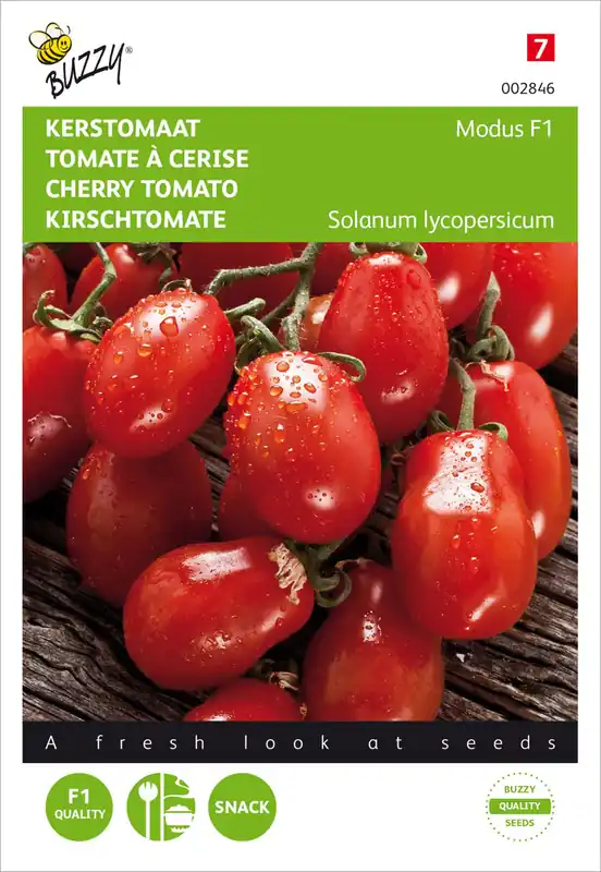 Tomaten Modus F1 | Tomatensamen von Buzzy Seeds Highlight