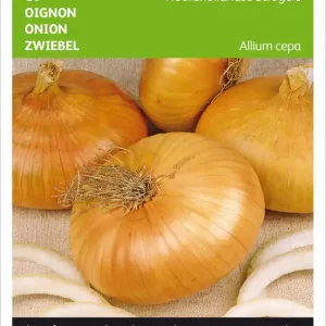 Zwiebel Stuttgarter | Zwiebelsamen von Buzzy Seeds Preiswert