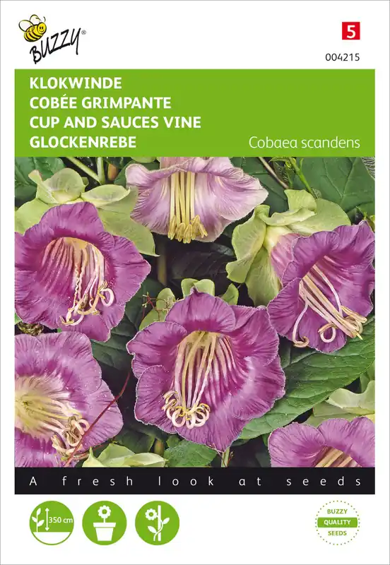 Top-Preis Glockenrebe Violett Blau | Glockenrebensamen von Buzzy Seeds